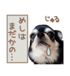 愛犬チワワのもちゃん（個別スタンプ：6）