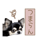 愛犬チワワのもちゃん（個別スタンプ：10）