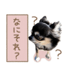 愛犬チワワのもちゃん（個別スタンプ：21）