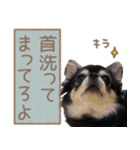 愛犬チワワのもちゃん（個別スタンプ：27）