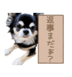 愛犬チワワのもちゃん（個別スタンプ：28）