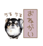 愛犬チワワのもちゃん（個別スタンプ：29）