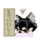 愛犬チワワのもちゃん（個別スタンプ：32）