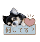 愛犬チワワのもちゃん（個別スタンプ：34）