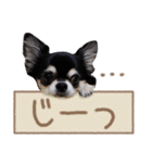 愛犬チワワのもちゃん（個別スタンプ：37）