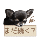 愛犬チワワのもちゃん（個別スタンプ：39）