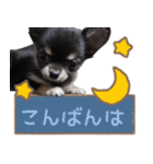 愛犬チワワのもちゃん（個別スタンプ：40）