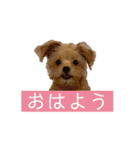 つい使いたくなるしゅうまいのスタンプ（個別スタンプ：1）