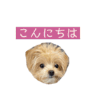 つい使いたくなるしゅうまいのスタンプ（個別スタンプ：2）