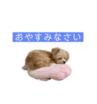 つい使いたくなるしゅうまいのスタンプ（個別スタンプ：4）