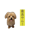 つい使いたくなるしゅうまいのスタンプ（個別スタンプ：8）