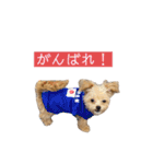 つい使いたくなるしゅうまいのスタンプ（個別スタンプ：9）