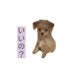 つい使いたくなるしゅうまいのスタンプ（個別スタンプ：11）