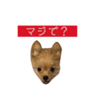 つい使いたくなるしゅうまいのスタンプ（個別スタンプ：12）
