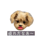 つい使いたくなるしゅうまいのスタンプ（個別スタンプ：14）