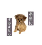 つい使いたくなるしゅうまいのスタンプ（個別スタンプ：16）