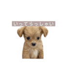 つい使いたくなるしゅうまいのスタンプ（個別スタンプ：17）