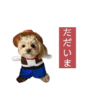 つい使いたくなるしゅうまいのスタンプ（個別スタンプ：20）