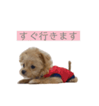 つい使いたくなるしゅうまいのスタンプ（個別スタンプ：21）