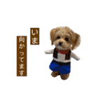 つい使いたくなるしゅうまいのスタンプ（個別スタンプ：22）