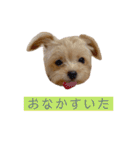 つい使いたくなるしゅうまいのスタンプ（個別スタンプ：26）