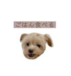 つい使いたくなるしゅうまいのスタンプ（個別スタンプ：27）