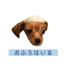 つい使いたくなるしゅうまいのスタンプ（個別スタンプ：28）