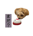 つい使いたくなるしゅうまいのスタンプ（個別スタンプ：31）