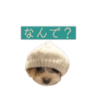つい使いたくなるしゅうまいのスタンプ（個別スタンプ：34）