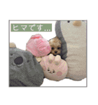 つい使いたくなるしゅうまいのスタンプ（個別スタンプ：35）