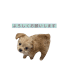 つい使いたくなるしゅうまいのスタンプ（個別スタンプ：37）