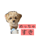つい使いたくなるしゅうまいのスタンプ（個別スタンプ：38）