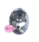 ぱぷ（個別スタンプ：1）