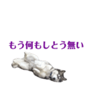 ぱぷ（個別スタンプ：6）