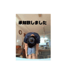赤迫の了解スタンプ（個別スタンプ：8）