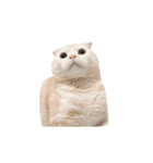 猫のしちくん（個別スタンプ：2）