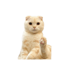 猫のしちくん（個別スタンプ：7）