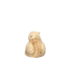 猫のしちくん（個別スタンプ：9）