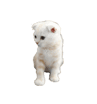 猫のしちくん（個別スタンプ：14）