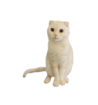猫のしちくん（個別スタンプ：16）