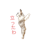荒ぶるフレブル アナベル2（個別スタンプ：5）