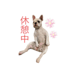 荒ぶるフレブル アナベル2（個別スタンプ：16）