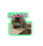 エキゾチックショートヘアの桜心和（個別スタンプ：1）
