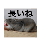 ズリとパン粉が主役のスタンプ（個別スタンプ：20）