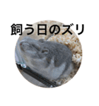 ズリとパン粉が主役のスタンプ（個別スタンプ：33）