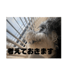 ミニチュアシュナウザーごまくま（個別スタンプ：6）