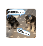 ミニチュアシュナウザーごまくま（個別スタンプ：11）