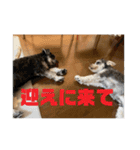 ミニチュアシュナウザーごまくま（個別スタンプ：16）
