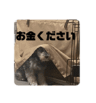 ミニチュアシュナウザーごまくま（個別スタンプ：19）