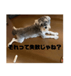 ミニチュアシュナウザーごまくま（個別スタンプ：21）